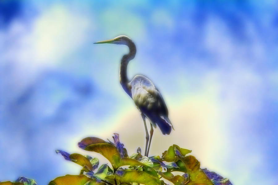 Egret of Color Photograph by Douglas Barnard