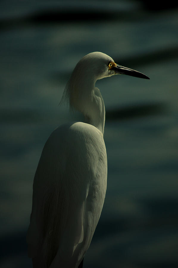 Egret Of Matlacha  Photograph by David Weeks