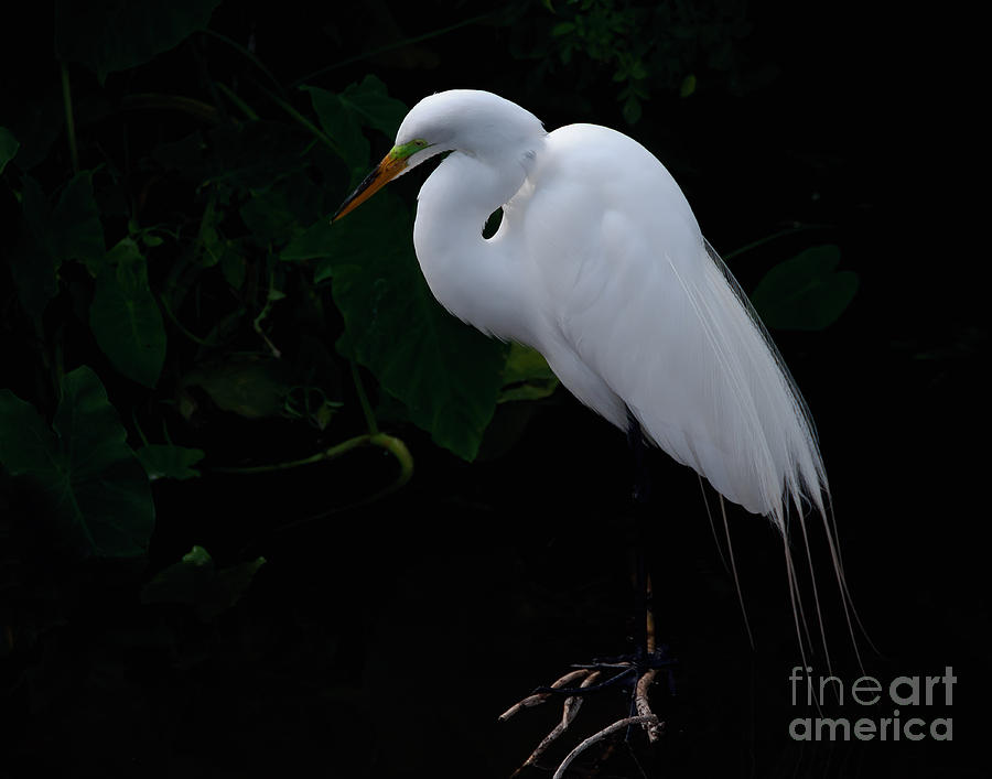 Egret on a Branch Photograph by Art Whitton