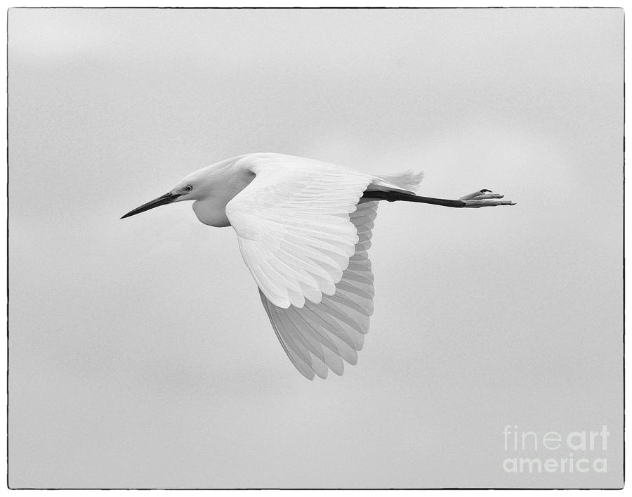 Egret on the Wing Photograph by Dennis Hammer