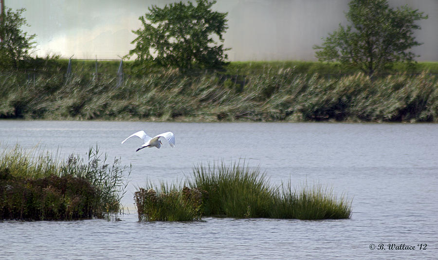 Wildlife Photograph - Egret Over Water by Brian Wallace