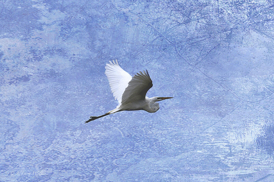 Egret Passing By Digital Art by J Larry Walker