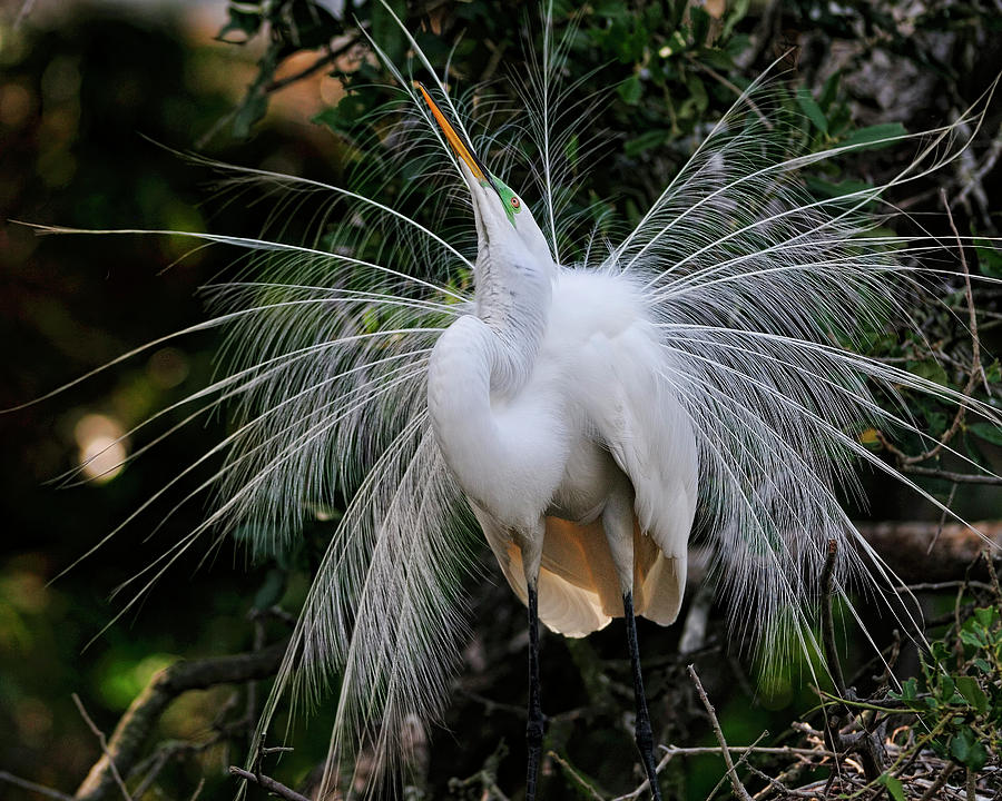 Egret plumage display Photograph by Bill Dodsworth
