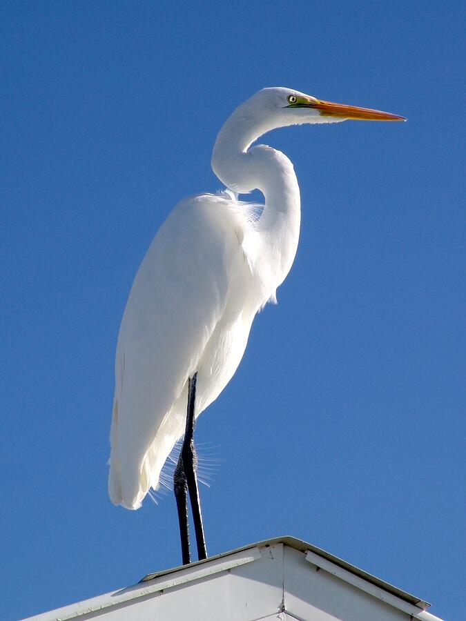 White Egret Roof Top Profile Photograph