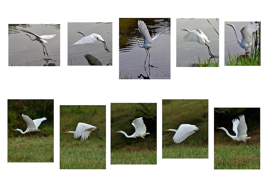 Egret Photograph - Egret Small White Wings - 1cf  by Paul Lyndon Phillips