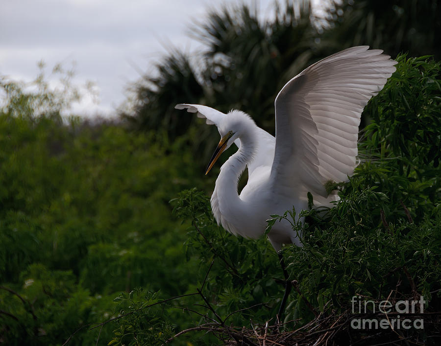 Egret Wings Photograph by Art Whitton
