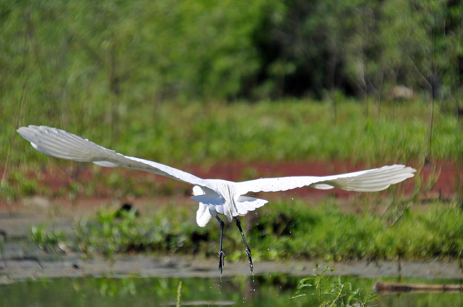 Egret Wings Photograph by Teresa Blanton