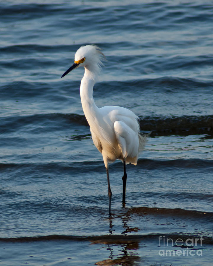 Egret with a Plume Photograph by Stephen Whalen