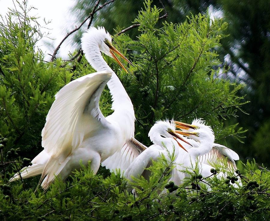 Egret With Babies Photograph By Paulette Thomas