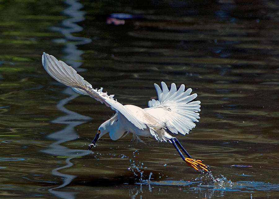 Egret with Fish Photograph by Stephen Johnson