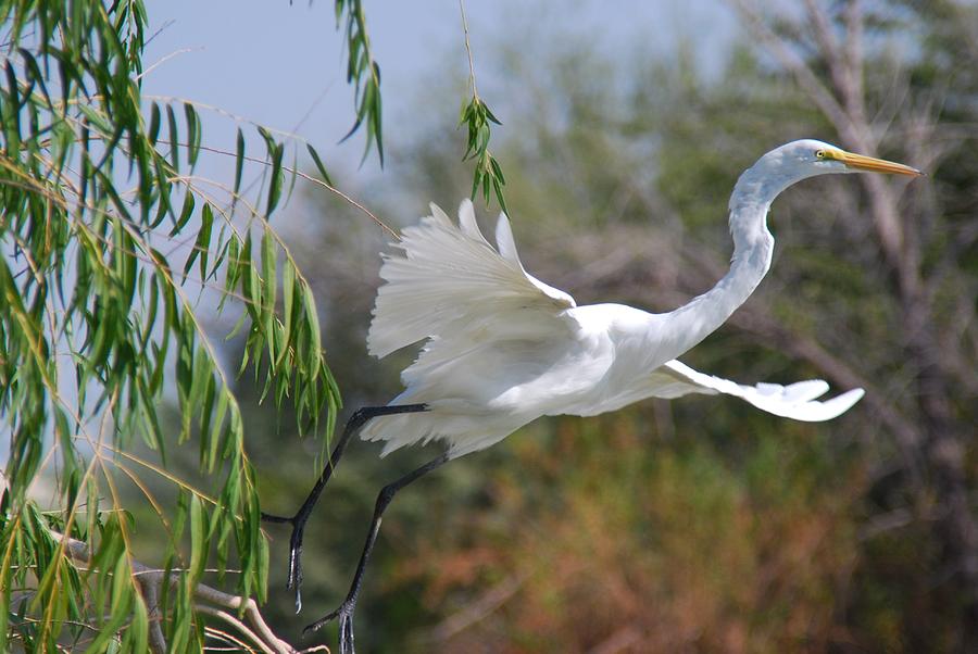 Egret Photograph - Egrets Flight by Tam Ryan