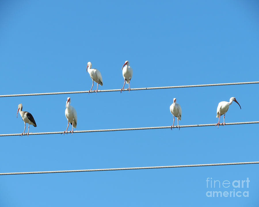 Egrets On A Wire Photograph by Chris Andruskiewicz