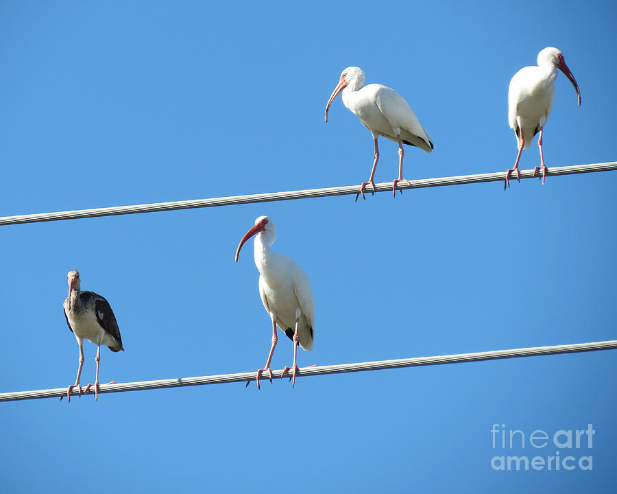 Egrets On A Wire II Photograph by Chris Andruskiewicz