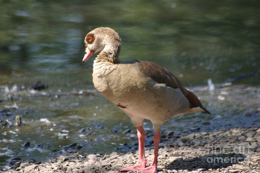 Egyptian Goose Photograph by Living Color Photography Lorraine Lynch