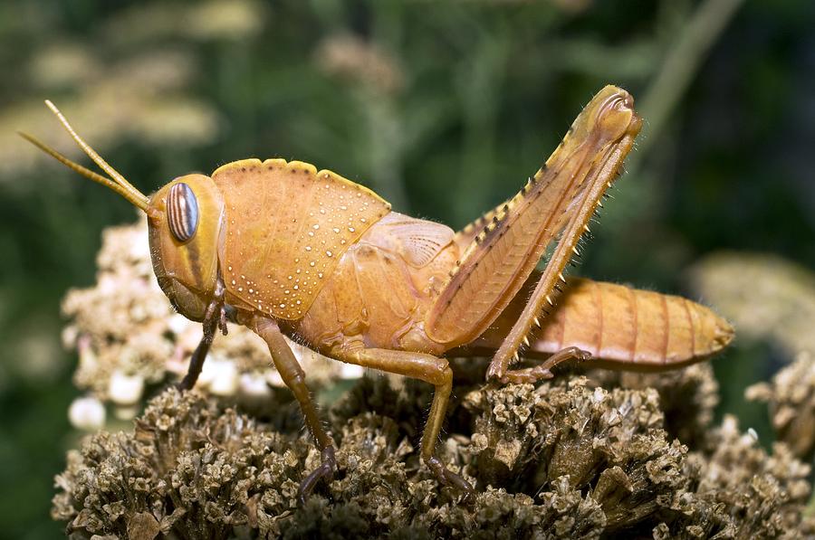 Egyptian Grasshopper Photograph by Paul Harcourt Davies