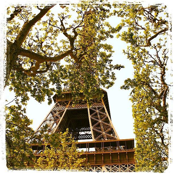 Paris Photograph - Eiffel Tower Through Trees by Tammy Berendzen