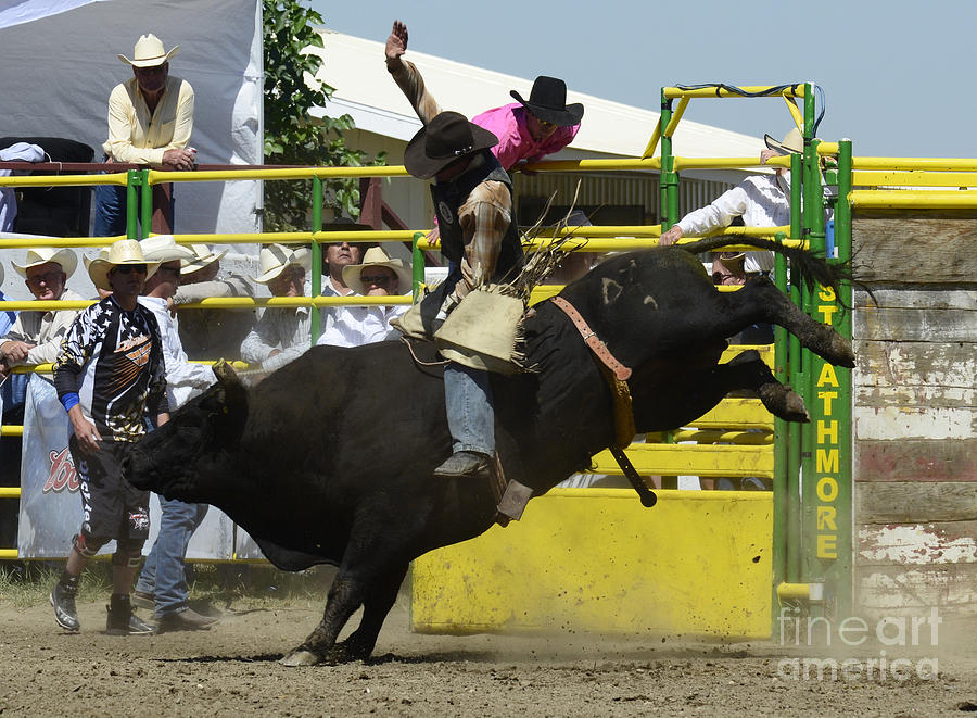 Sports Photograph - Rodeo Eight Seconds by Bob Christopher
