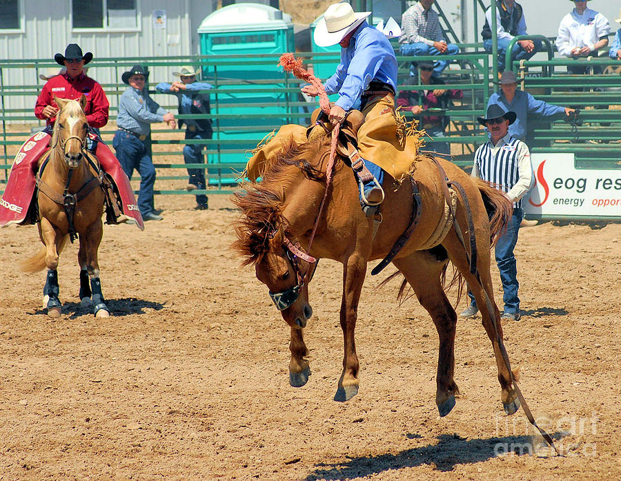 Rodeo Photograph - Eight seconds of Hell by Cheryl Poland