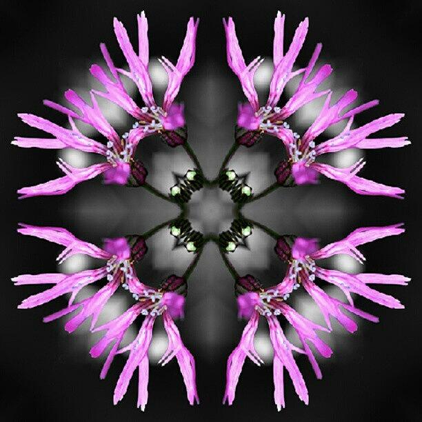 Abstract Photograph - Eight Times A Flower. #dtmas #suchkov by Andrey Suchkov
