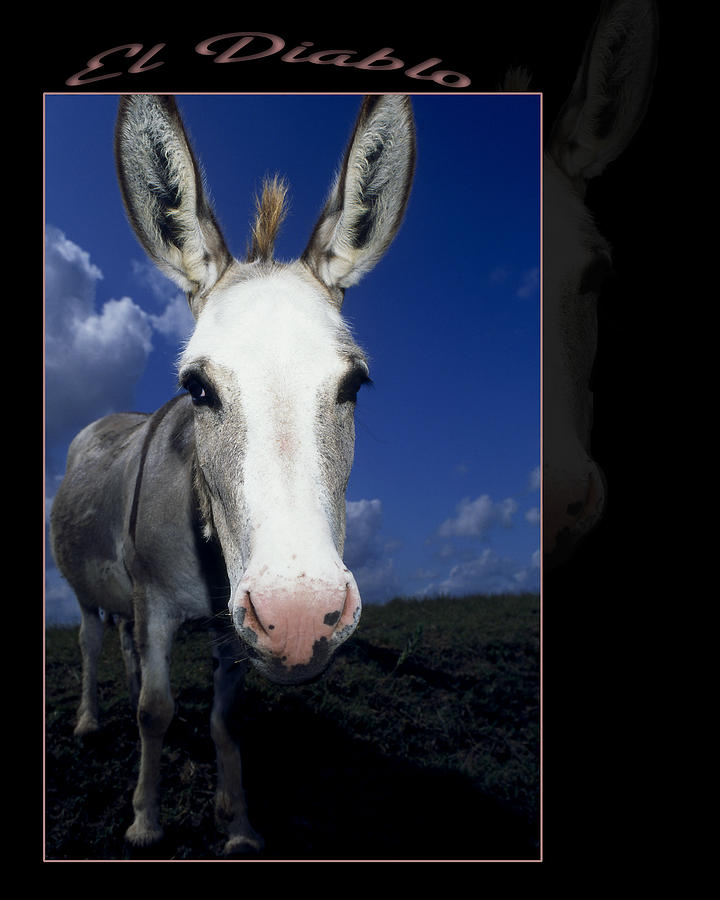 Donkey Photograph - El Diablo by Stan A Williams