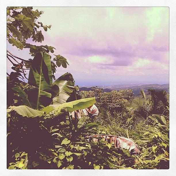 El Yunque Photograph by Crystal Cruz
