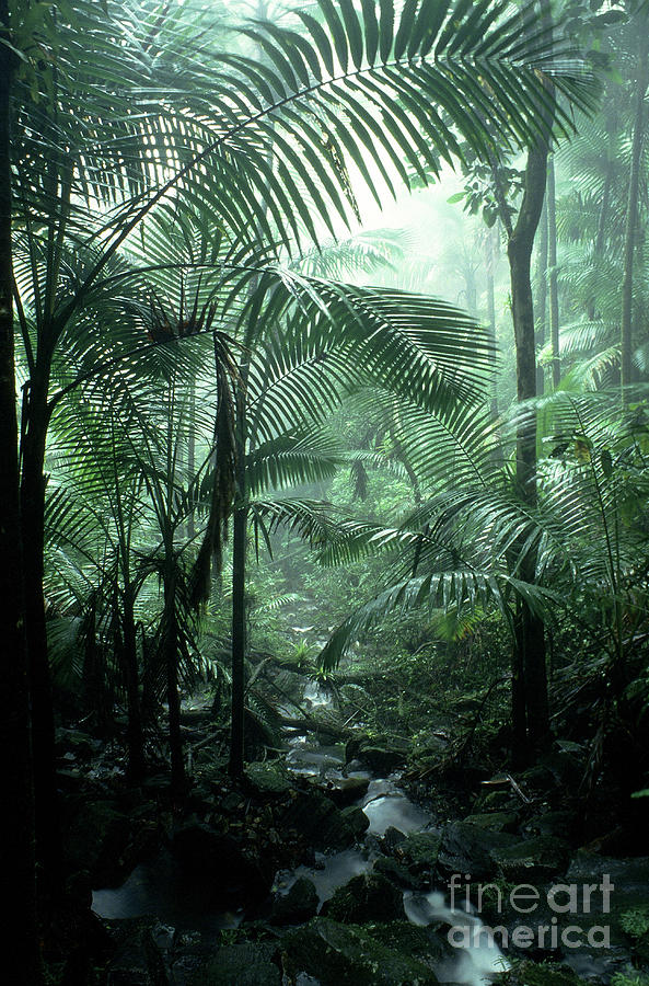 El Yunque National Forest Palms and Stream Photograph by Thomas R Fletcher