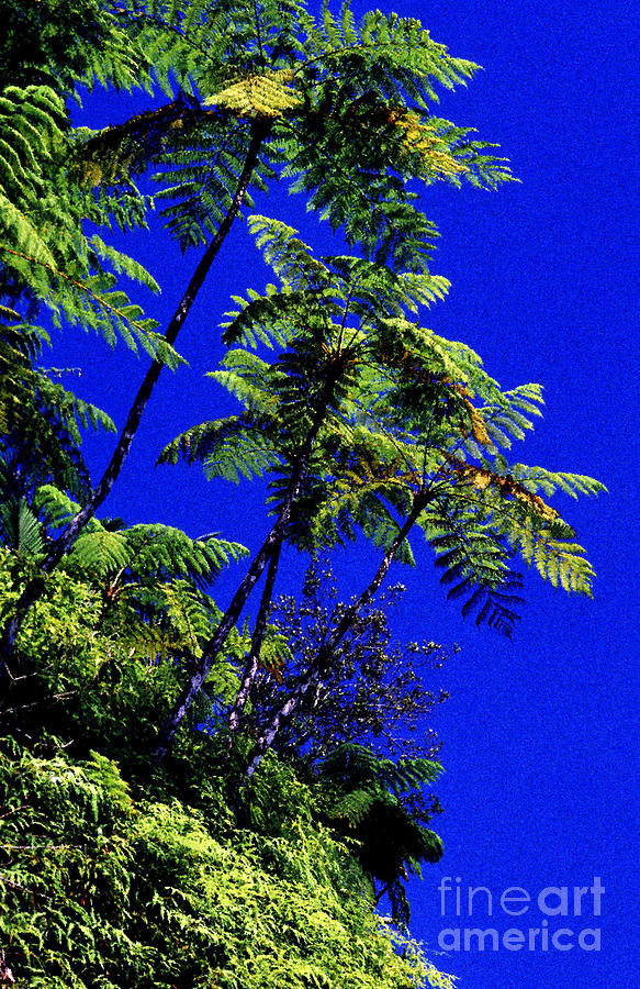 El Yunque Tree Ferns Photograph by Thomas R Fletcher
