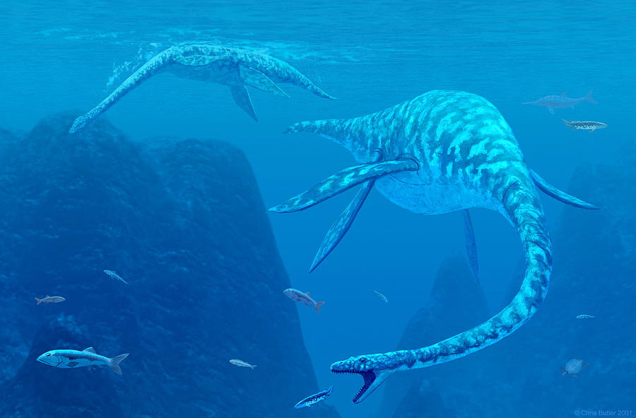 Elasmosaurus Marine Reptiles Photograph by Chris Butler Fine Art America