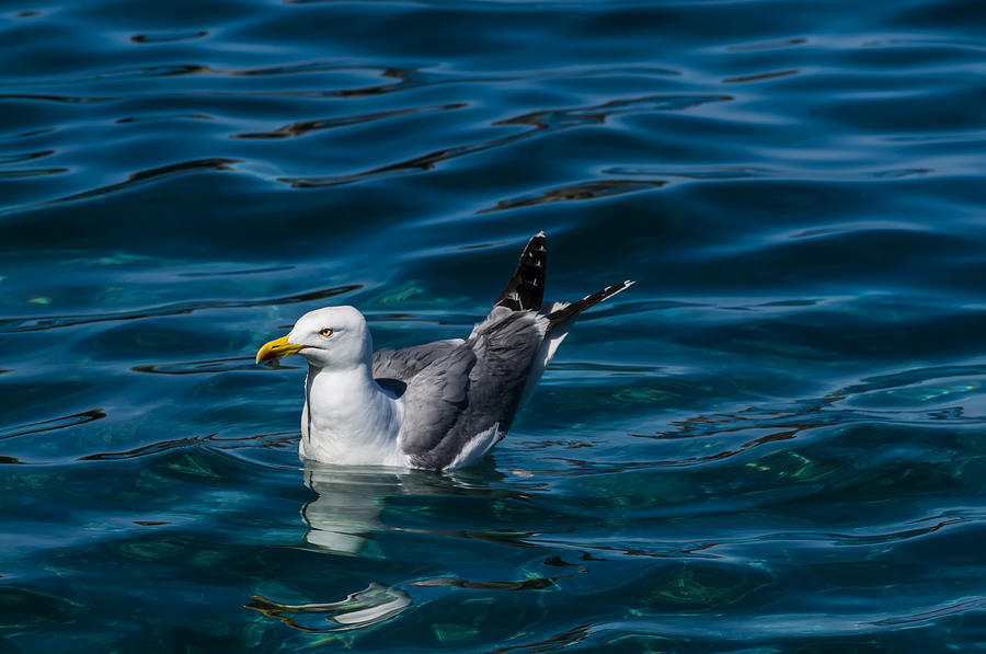 ELBA ISLAND - Solitary bird - ph Enrico Pelos Photograph by Enrico Pelos