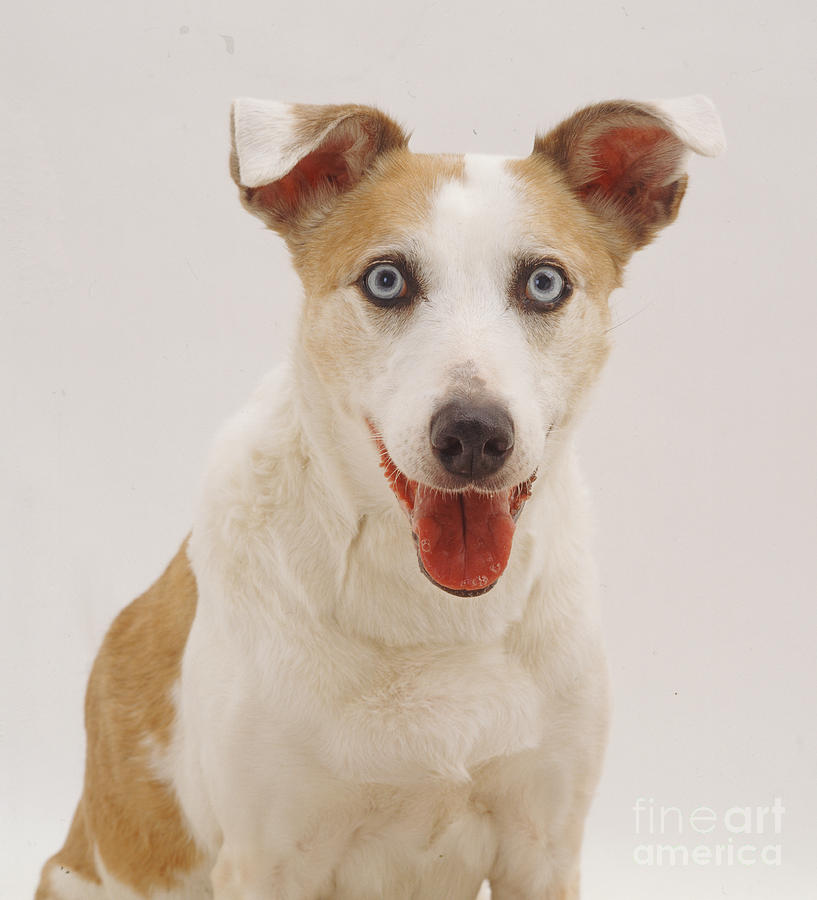 Dog Photograph - Elderly Collie Lurcher Dog by Jane Burton
