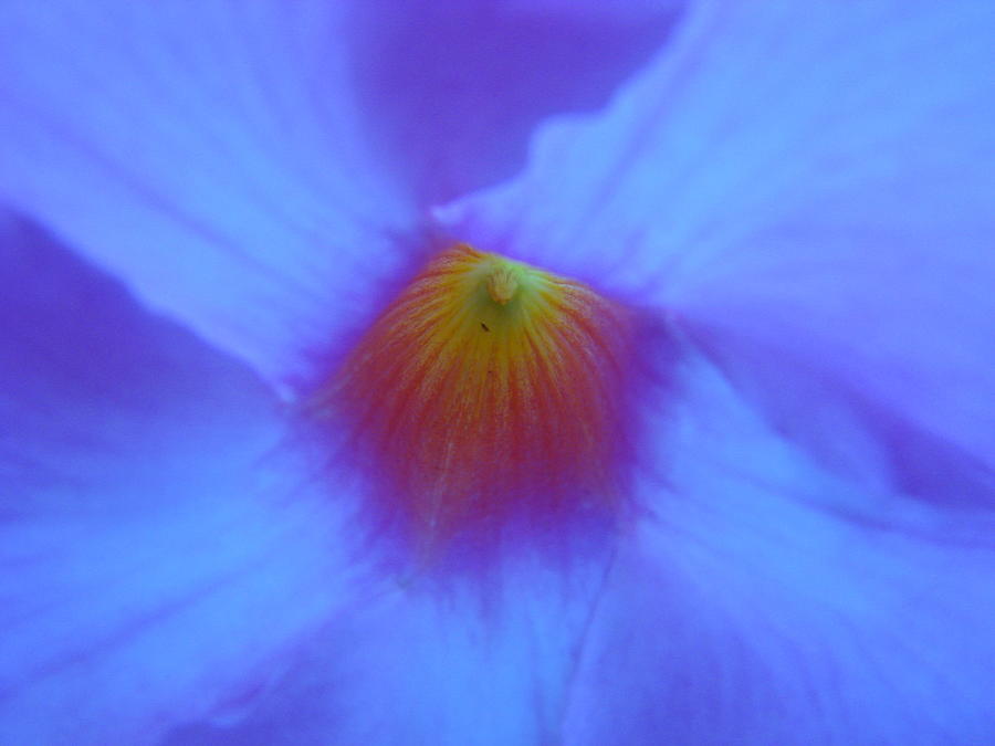 Electric Blue Photograph by Mary Halpin
