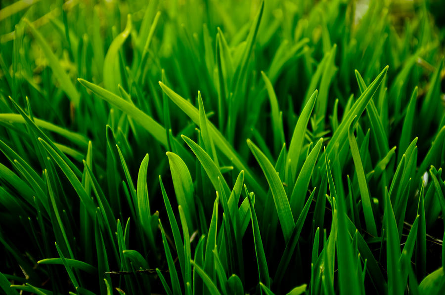 Grass Photograph - Electric Grass by Travis Crockart