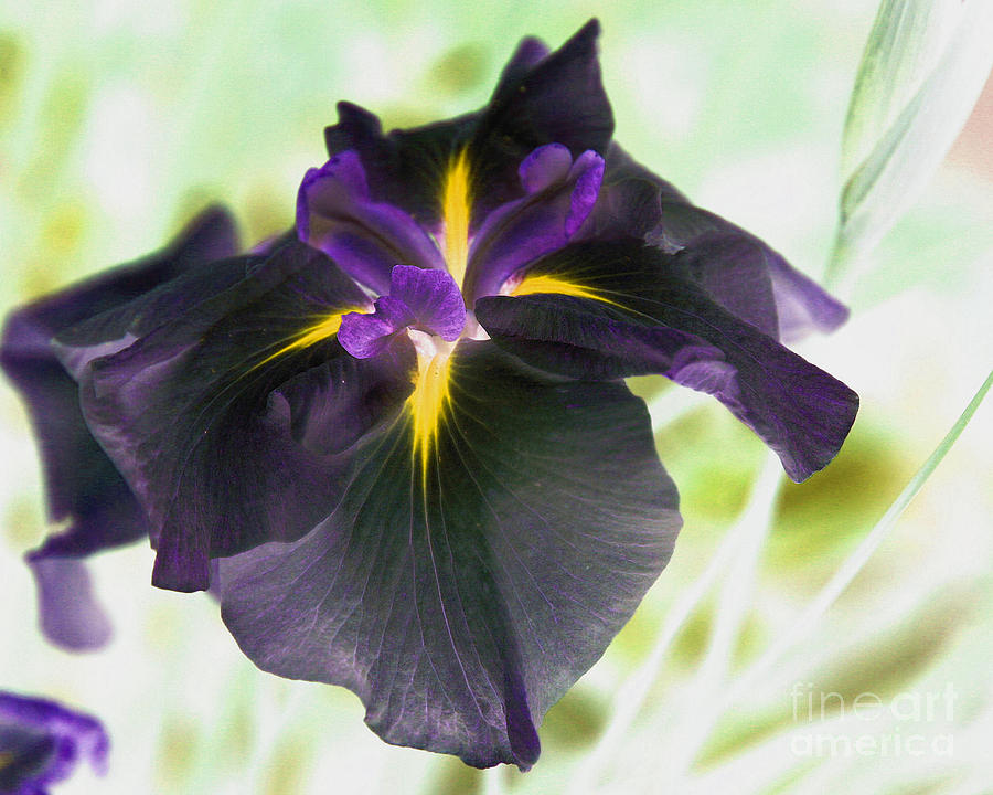 Electric Japanese Iris Photograph by Smilin Eyes Treasures