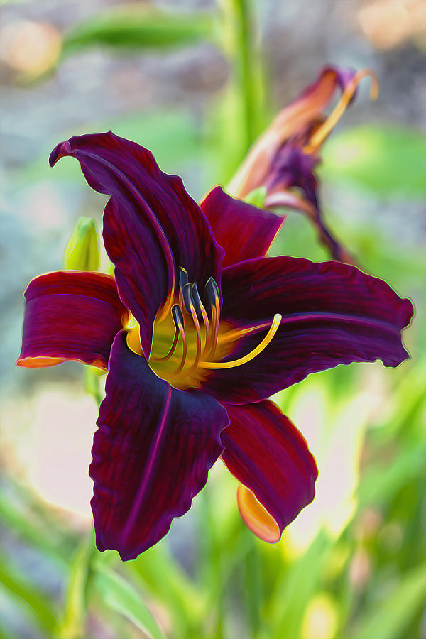 Electric Maroon Lily Photograph by Bill and Linda Tiepelman
