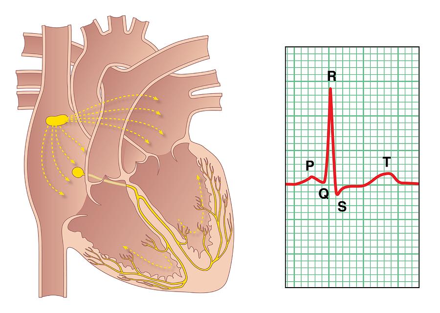 Electrical Conduction Of The Heart Photograph by Peter Gardiner Fine