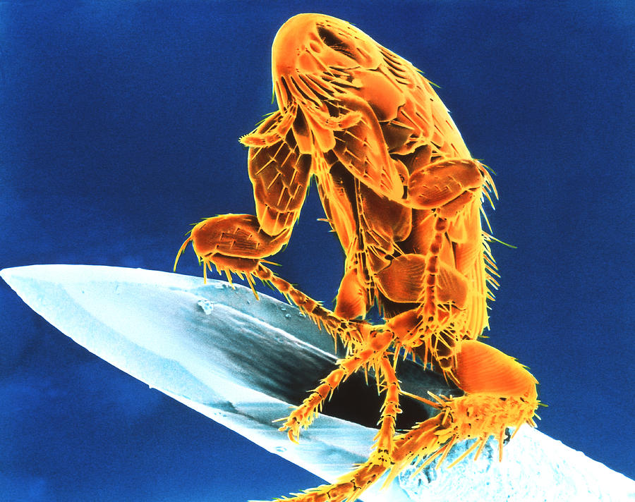 Electron Micrograph Of Cat Flea On Syringe Needle Photograph by K. H
