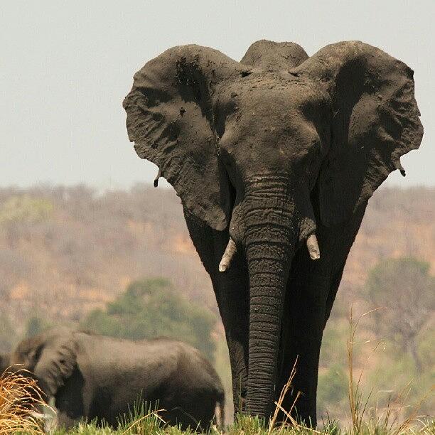 Elephant Photograph - #elefant by Avi Dvilansky