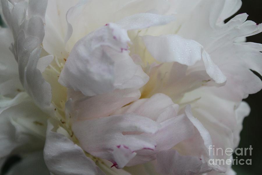Flowers Still Life Photograph - Elegance and Frills by Terri Thompson