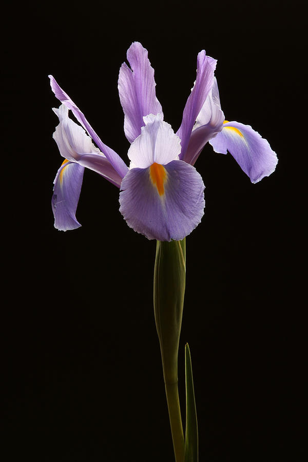 Iris Photograph - Elegance by Juergen Roth