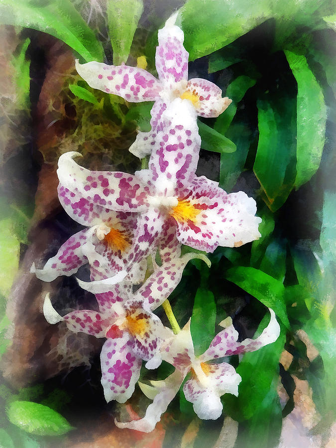 Elegant Beallara Orchid Photograph by Susan Savad