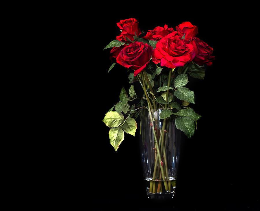 Elegant Red Roses Photograph by Trudy Wilkerson