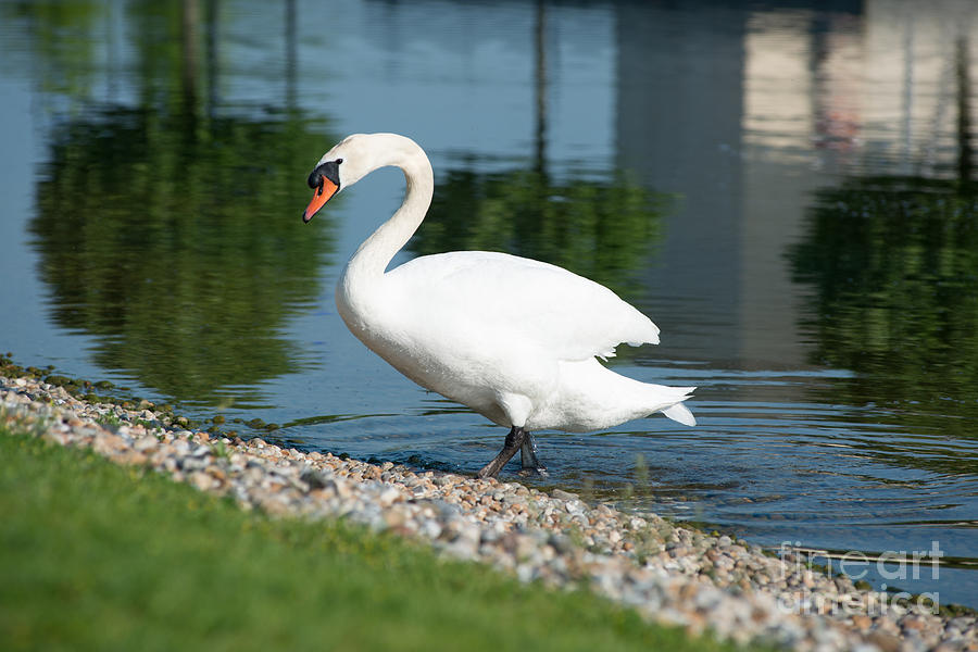 Elegant swan Photograph by Andrew  Michael
