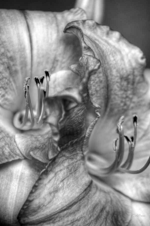 Lily Photograph - Elegant Swirls by Deborah  Crew-Johnson