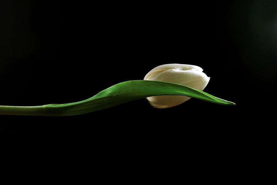Elegant Tulip Photograph by Elsa Santoro