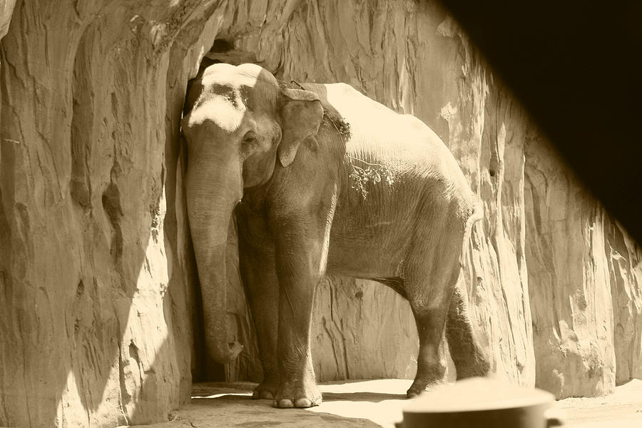 Elephant Against The Wall Photograph by Kym Backland