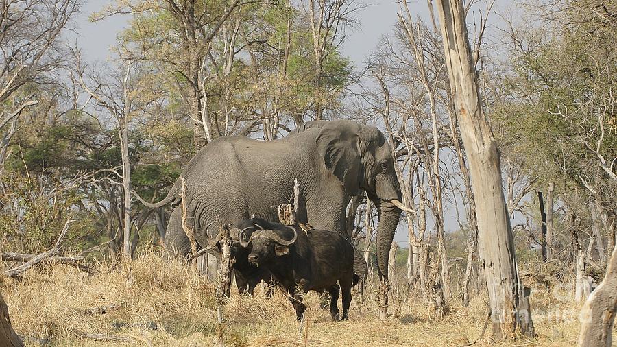Elephant and buffalos Photograph by Mareko Marciniak