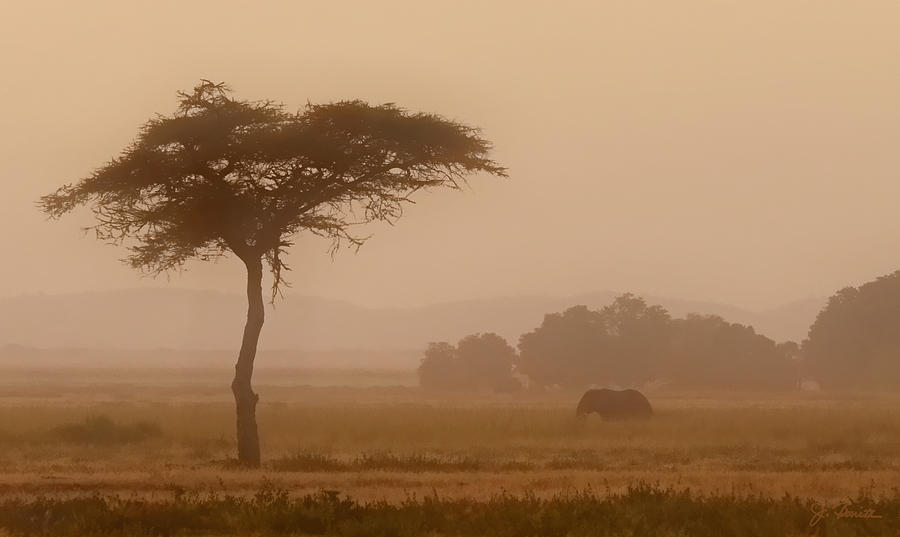 Elephant and Dust Photograph by Joe Bonita