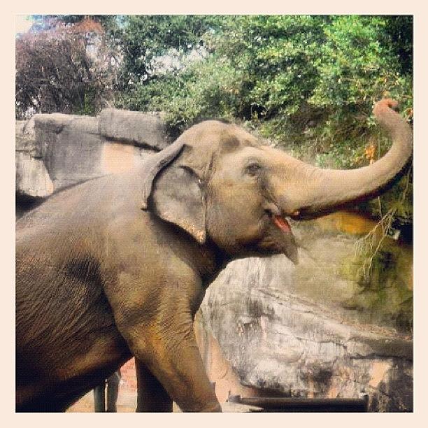 Nature Photograph - Elephant at the Audubon Zoo by Rebecca Shinners