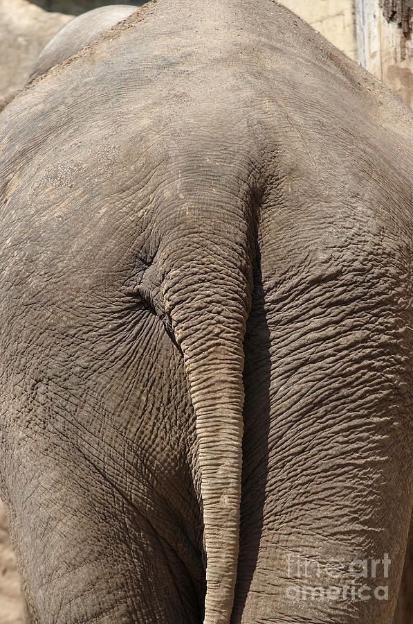 Elephant Backside Photograph by Michal Boubin