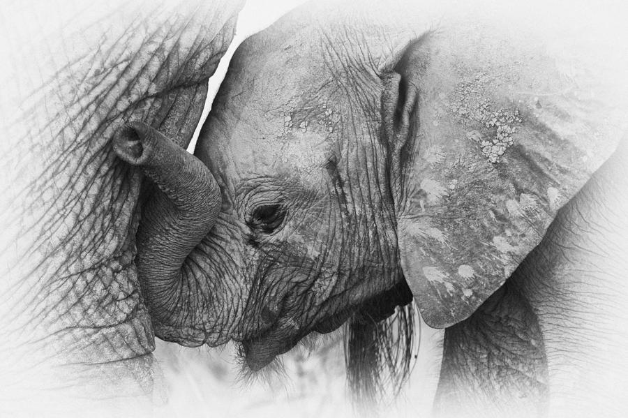 Elephant calf in black and white Photograph by Johan Elzenga